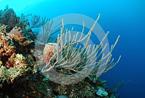 Corals and sea sponges photo