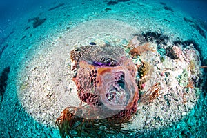 Corals in sea in Thailand