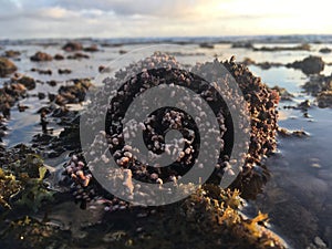 Corals and Seaweed on Black Sand Beach in Kekaha on Kauai Island, Hawaii, Niihau Island on Horizon.