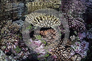 Corals in Shallows photo