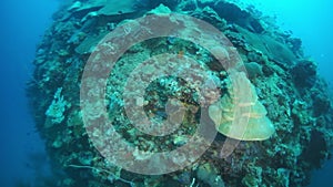 Corals on ship wreck in underwater Truk Islands.
