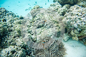 Corals and Tropical Fish in Shallow Reef
