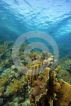 Corals underwater