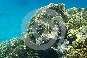 Corals underwater on the background of water