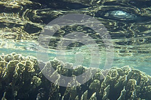 Corals underwater on the background of the water surface