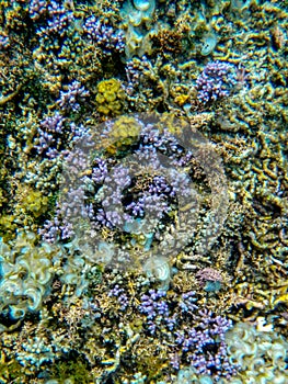 Corals in Vanuatu