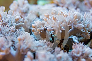 Corals are very close