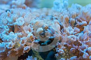 Corals are very close