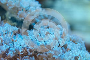 Corals are very close