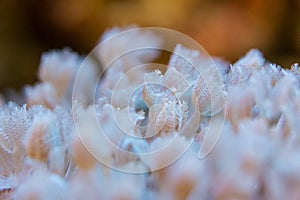 Corals are very close