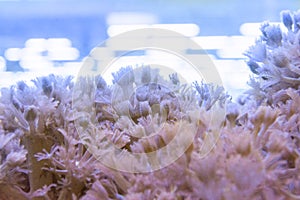 Corals are very close