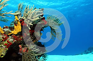 Corals on White Sand