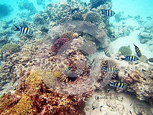 Corals zanzibar