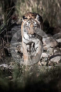 Corbett wild male bengal tiger extreme close up coming head on Fine art image at dhikala zone of jim corbett national park