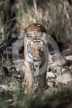 Corbett wild male bengal tiger extreme close up coming head on Fine art image at dhikala zone of jim corbett national park