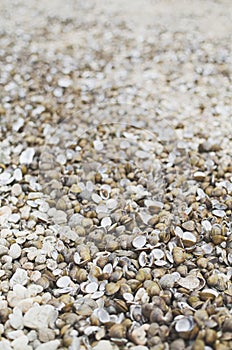 Corbicula Fluminea Shells