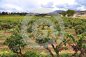 Corbieres AOC vineyard in France