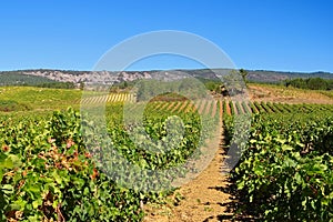 Corbieres, rural landscape in southern France