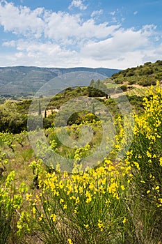 CorbiÃ¨re Wine Region Rolling Landscape on a Spring Day in Aude, France