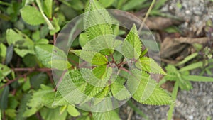 Corchorus aestuans, also known as long-leaved jute, features slender, serrated green leaves and small yellow flowers