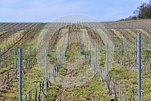 Spring in the vineyard