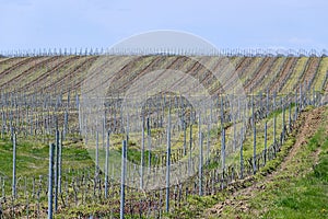 Corcova vineyard,romania photo