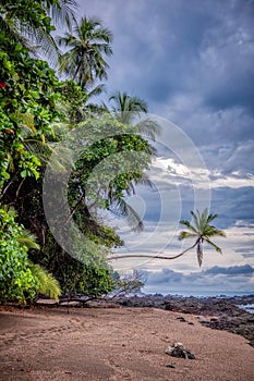 Corcovado National Park, Osa Peninsula, Costa Rica in the early morning