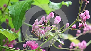 Corculum Stuntz (Antigonon leptopus, coral vine, queen's wreath, Mexican creeper, coral vine)