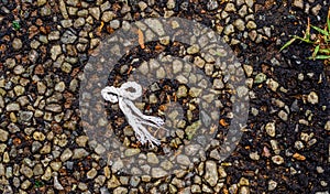 Cordage shaped like an octopus on a tar surface