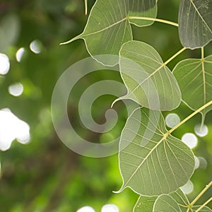 Cordate leaf
