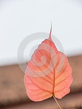 Cordate leaf