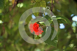 Cordia or eiger tree flower