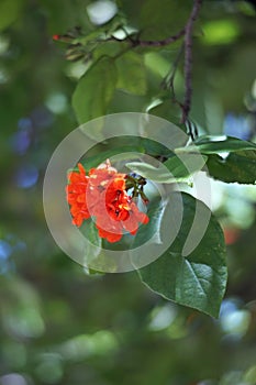 Cordia or eiger tree flower