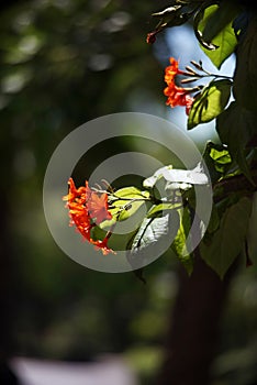 Cordia or eiger tree flower