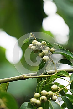 Cordia latifolia (Also called Bahuvara, Bara lasura)