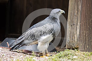 Cordillary Eagle Blue Buzzard or Aguja GeranoaÃÂ«tus melanoleucus photo