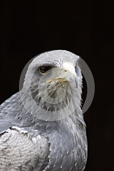 Cordillary Eagle Blue Buzzard or Aguja GeranoaÃÂ«tus melanoleucus photo