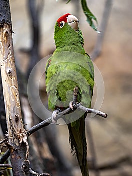 Cordilleran parakeet, Psittacara frontatus, is a hardy parrot with a large red cockade on its head