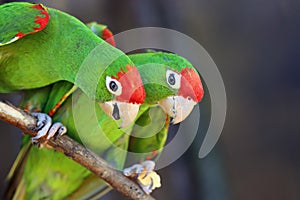 The Cordilleran parakeet Psittacara frontatus a pair of parrot bites, one with food held by its feet. South American parrot with photo
