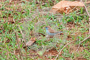 Cordon Bleu Finch & x28;Uraeginthus bengalus