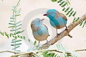 Cordon Bleu Finches