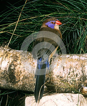 CORDONBLEU GRENADIN uraeginthus granatina