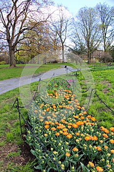 Cordoned off sections of beautiful orange tulips growing in springtime garden photo