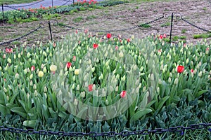 Cordoned off sections of beautiful red and yellow tulips growing in springtime garden