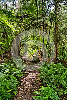 Corduroy road in a swampy rainforest with huge ferns, Victoria, Australia