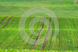 Corduroy summer rural landscape in green tones. Wavy green wheat field with stripes