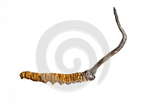 Cordycepe sinensis CHONG CAO, CHONG XIA CAO or mushroom cordyceps this is a herbs on background. Medicinal