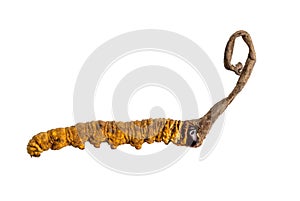 Cordycepe sinensis CHONG CAO, CHONG XIA CAO or mushroom cordyceps this is a herbs on isolated background. Medicinal propert