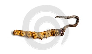 Cordycepe sinensis CHONG CAO, CHONG XIA CAO or mushroom cordyceps this is a herbs on isolated background. Medicinal propert