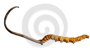 Cordycepe sinensis CHONG CAO, DONG CHONG XIA CAO or mushroom cordyceps this is a herbs on isolated background. Medicinal propert